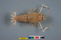 藏品(盲眼多螯蝦)的圖片